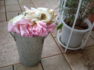Retired roses